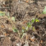 Coronilla scorpioides