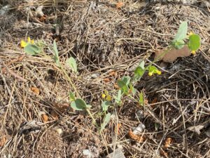 Coronilla scorpioides