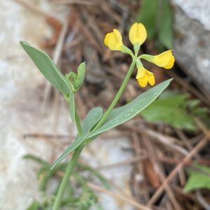 Coronilla scorpioides