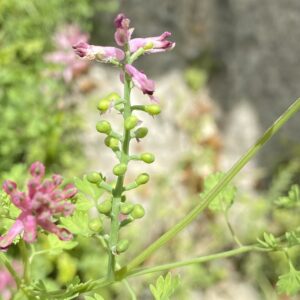 Fumaria officinalis