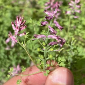 Fumaria officinalis