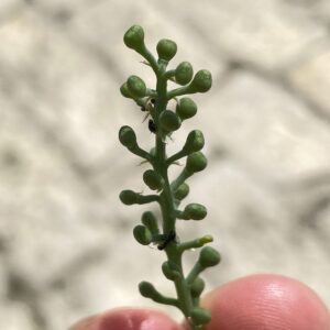 Fumaria officinalis Fruit distinctly flattened