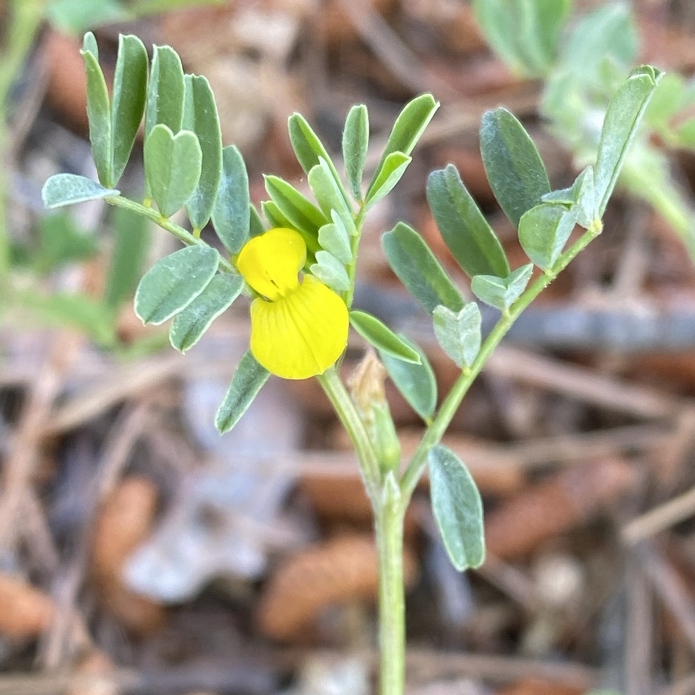 Hippocrepis unisiliquosa subsp. unisiliquosa Arsos April Flower