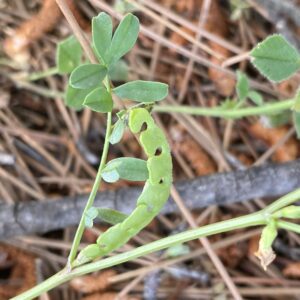 Hippocrepis unisiliquosa subsp. unisiliquosa Arsos April Fruit