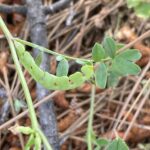 Hippocrepis unisiliquosa subsp. unisiliquosa Arsos April Fruit (4)