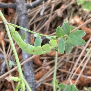 Hippocrepis unisiliquosa subsp. unisiliquosa Arsos April Fruit (4)