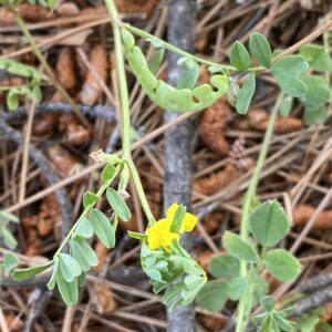 Hippocrepis unisiliquosa subsp. unisiliquosa