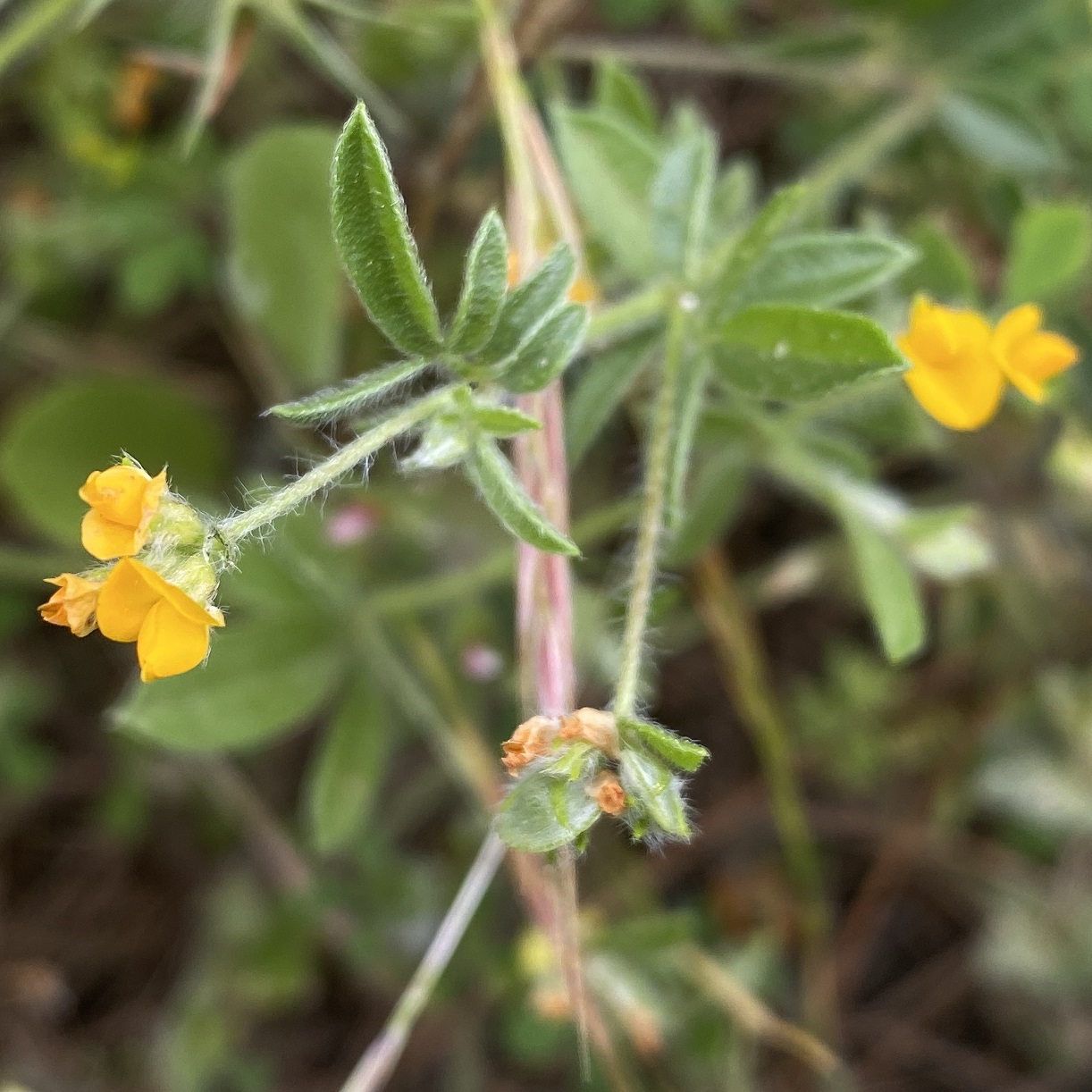 Hymenocarpus circinnatus Agios Nikolaos Pafou April (4)