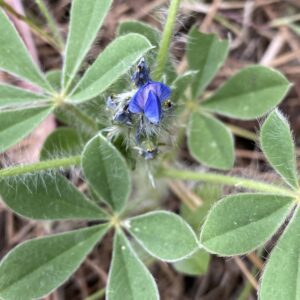 Lupinus gussoneanus Agios Nikolaos Pafou April Flower