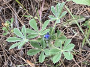 Lupinus gussoneanus Agios Nikolaos Pafou April The plant