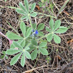 Lupinus gussoneanus Agios Nikolaos Pafou April main