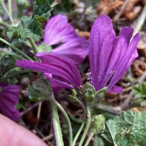 Malva sylvestris Obovate epicalyx