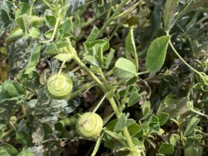 Medicago bonarotiana