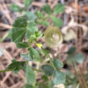 Medicago orbicularis