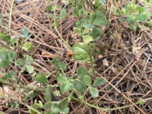 Medicago orbicularis Pod