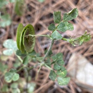 Medicago orbicularis Pod