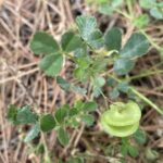 Medicago orbicularis Pod