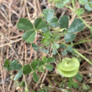 Medicago orbicularis Pod