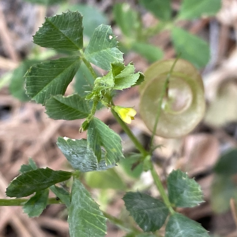 Medicago orbicularis