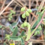 Melilotus sulcatus Fruits & leaf