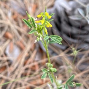 Melilotus sulcatus Inflorescence