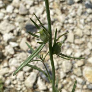 Misopates orontium fruits