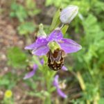 Ophrys apifera