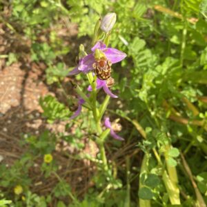 Ophrys apifera