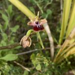 Ophrys sphegodes subsp. taurica