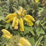 Phlomis brevibracteata