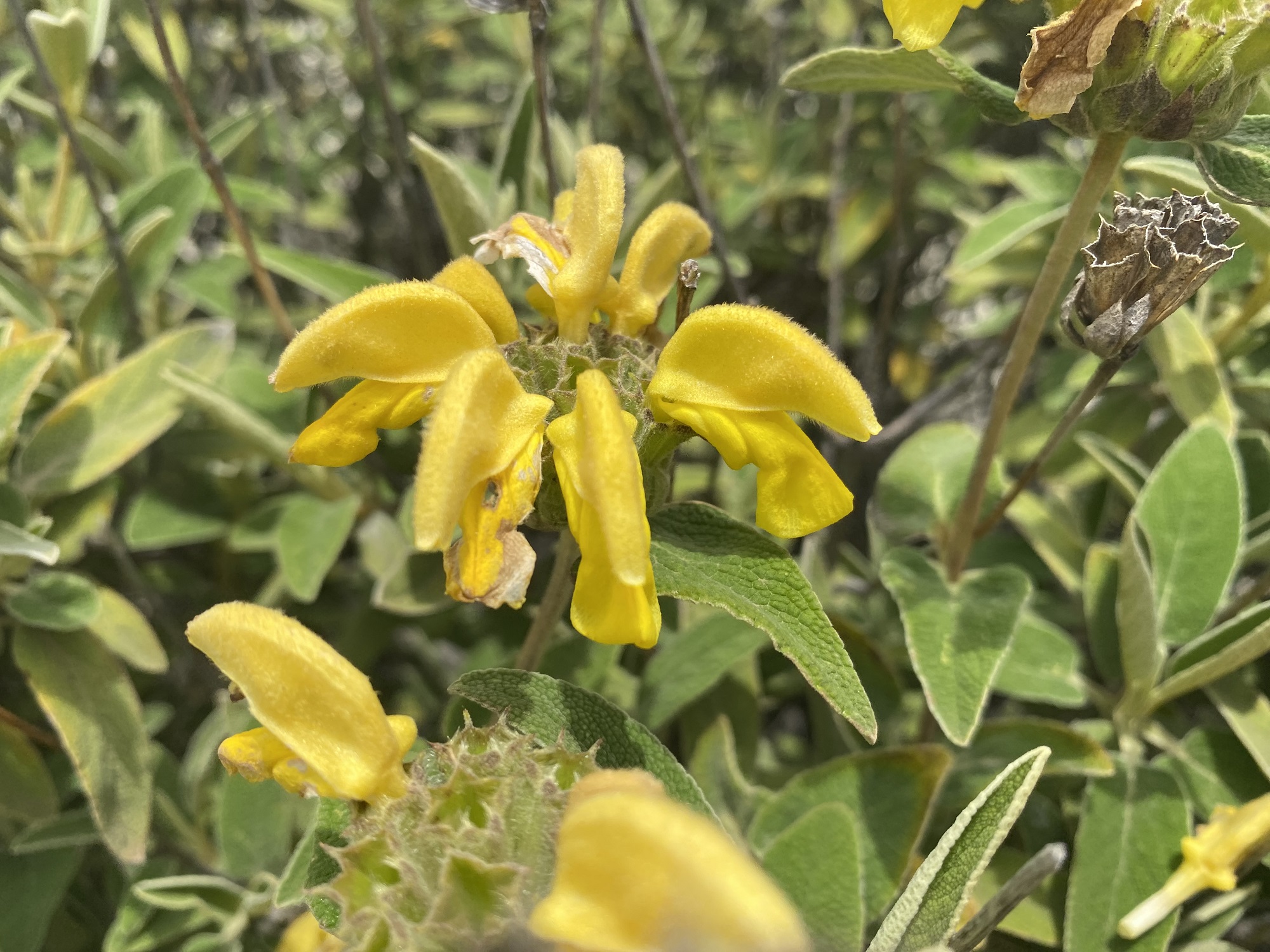 Phlomis brevibracteata