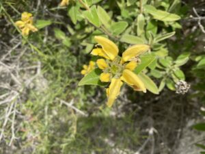 Phlomis brevibracteata