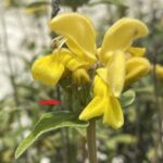 Phlomis brevibracteata Bracteoles 2-5mm long