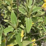 Phlomis brevibracteata leaves