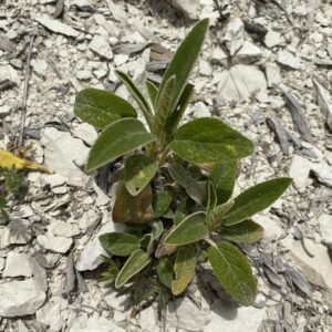 Phlomis brevibracteata