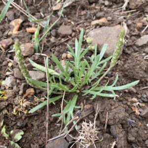 Plantago coronopus subsp. commutata Agios Nikolaos Pafou April (3)