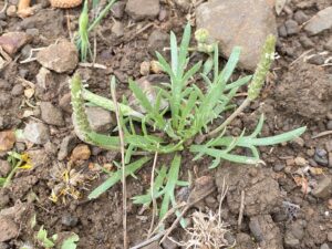 Plantago coronopus subsp. commutata