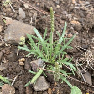 Plantago coronopus subsp. commutata