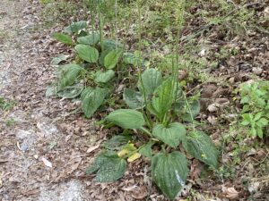 Plantago major Leaves entire