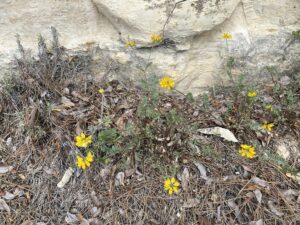 Securigera securidaca Arsos April Roadside plants