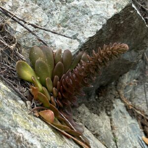 Sedum cyprium