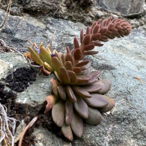 Sedum cyprium