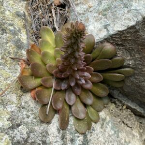 Sedum cyprium