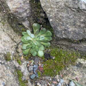 Sedum cyprium