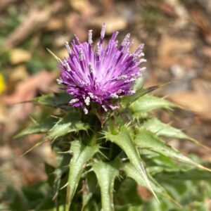 Silybum marianum