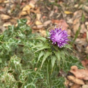 Silybum marianum