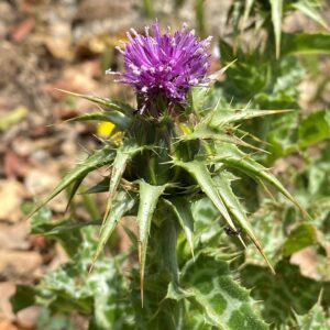 Silybum marianum