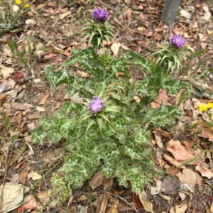 Silybum marianum