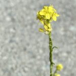 Sinapis arvensis Mallia May Flowers