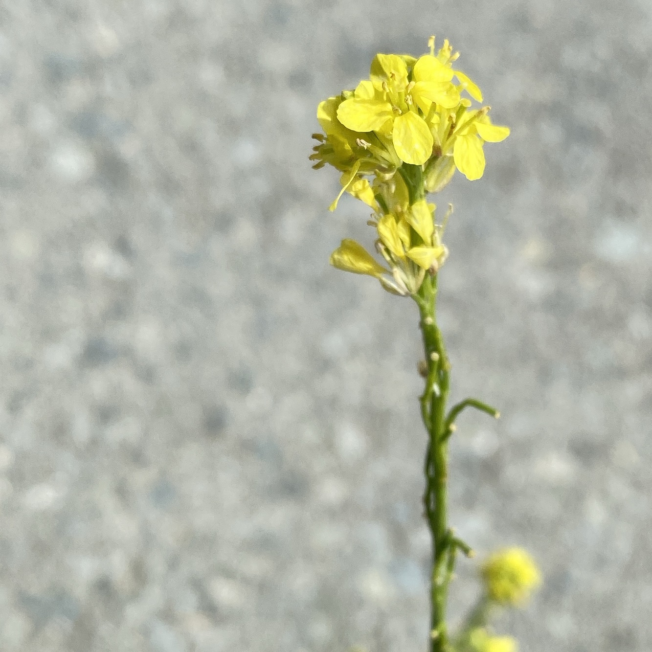 Sinapis arvensis Mallia May Flowers